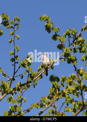 Whitethroat a Pulborough Brooks RSPB RISERVA Foto Stock