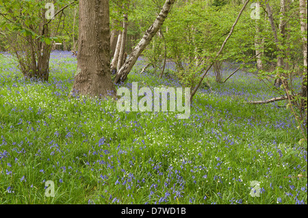 Un sacco di wild bluebells stitchwort e fiori in primavera prato sotto latifoglia leaf tettoia aperta radura boschiva Foto Stock