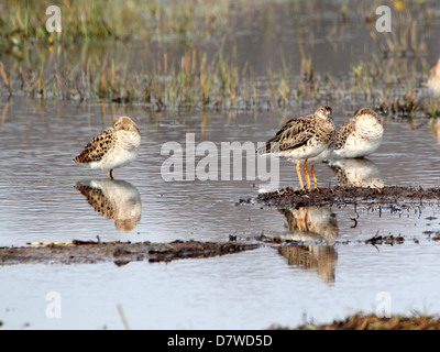 Gruppo di adulto Ruffs ( Philomachus pugnax) rovistando in zone umide in primavera Foto Stock