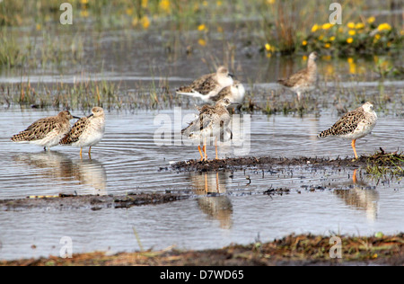 Gruppo di adulto Ruffs ( Philomachus pugnax) rovistando in zone umide in primavera Foto Stock