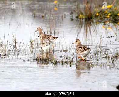 Gruppo di adulto Ruffs ( Philomachus pugnax) rovistando in zone umide in primavera Foto Stock