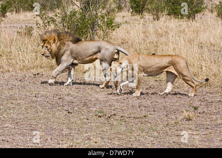 Lions Foto Stock