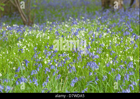 Un sacco di wild bluebells stitchwort e fiori in primavera prato sotto latifoglia leaf tettoia aperta radura boschiva Foto Stock