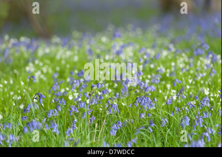 Un sacco di wild bluebells stitchwort e fiori in primavera prato sotto latifoglia leaf tettoia aperta radura boschiva Foto Stock