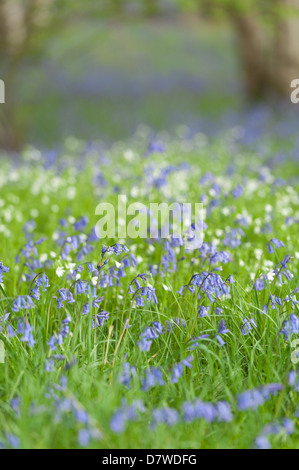 Un sacco di wild bluebells stitchwort e fiori in primavera prato sotto latifoglia leaf tettoia aperta radura boschiva Foto Stock