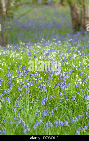Un sacco di wild bluebells stitchwort e fiori in primavera prato sotto latifoglia leaf tettoia aperta radura boschiva Foto Stock