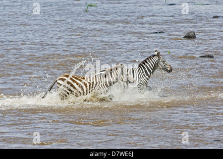 zebre di pianura Foto Stock