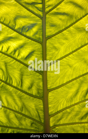 Retro-illuminato foglia tropicale a Maymyo Botanic Gardens, Myanmar 2 Foto Stock