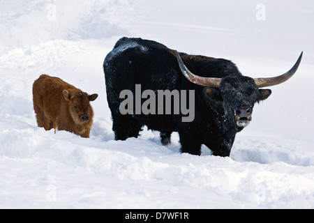 cattles Foto Stock