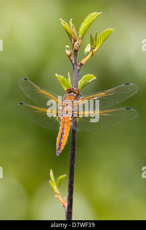 Scarsa Chaser - Libellula fulva Foto Stock