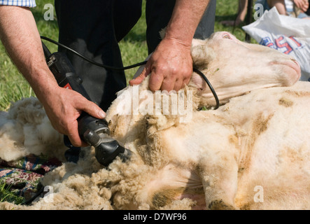 Una pecora essendo tagliata rasati una dimostrazione nel corso di una fiera della contea Foto Stock