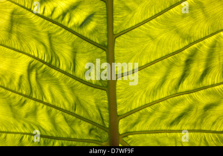 Retro-illuminato foglia tropicale a Maymyo Botanic Gardens, Myanmar Foto Stock