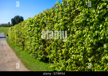 Nuove foglie su un maturo beech hedge in primavera Foto Stock