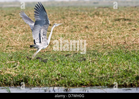 Airone cenerino Foto Stock