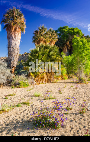 Ventola della California palme alla molla di pioppi neri americani oasi, Joshua Tree National Park, California USA Foto Stock