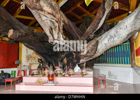 Asia Malaysia Penang Georgetown masticare Jetty tempio ad albero Foto Stock