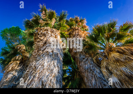 Ventola della California palme alla molla di pioppi neri americani oasi, Joshua Tree National Park, California USA Foto Stock