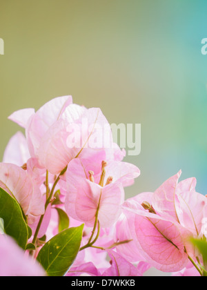 Bouganville in fiore colore pastello simboleggiato della purezza e della freschezza Foto Stock