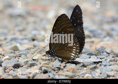 Bella lunga di marca Corvo blu farfalla (Euploea algea) sulla strada via Foto Stock