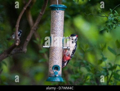 Una maggiore o il picchio rosso maggiore Dendrocopos major su un giardino birdfeeder a Pulborough Brooks Riserva Naturale REGNO UNITO Foto Stock