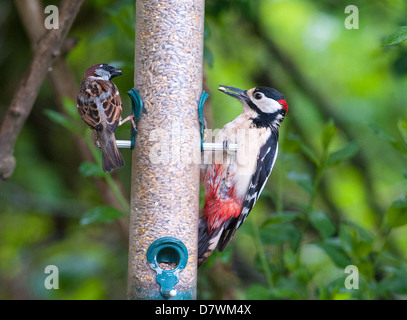 Una maggiore o il picchio rosso maggiore sulla destra (Dendrocopos major) e una casa passero Passer di domestici Foto Stock