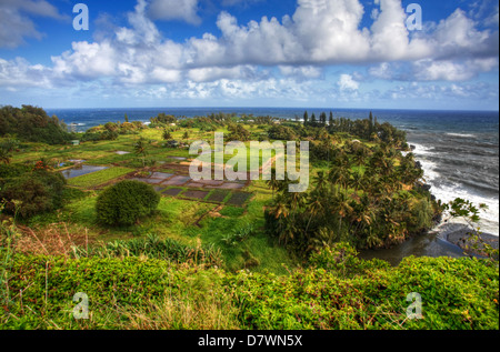 I campi di taro in Hawaii Foto Stock