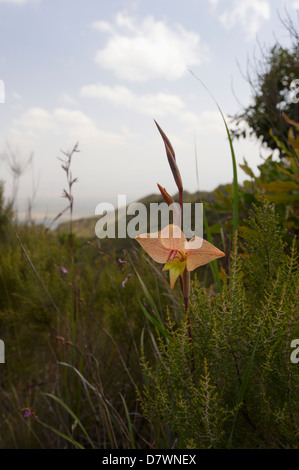 Gladiolus natalensis fiore su Mount Longonot, Mount Longonot National Park, Nakuru, Kenya Foto Stock