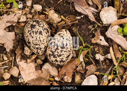 Killdeer nido con uova Foto Stock