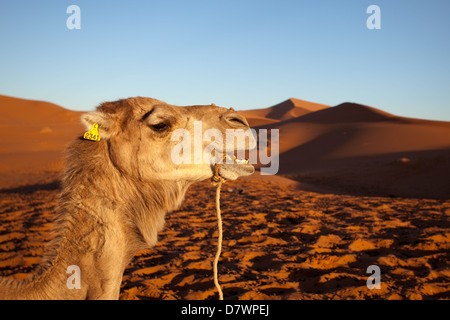 Sahara: il cammello e il deserto Foto Stock