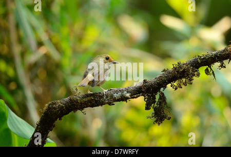 Bella rufous-browed flycatcher(Ficedula solitaris) nella foresta thailandese Foto Stock