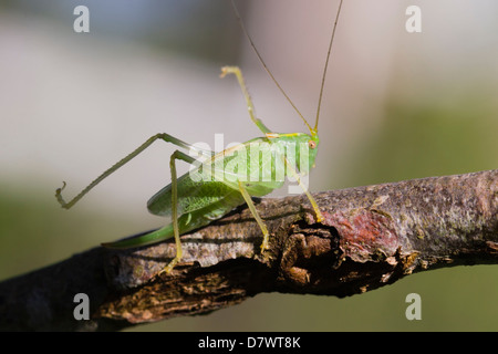 Oak Bush-cricket - Meconema thalassinum (femmina) Foto Stock