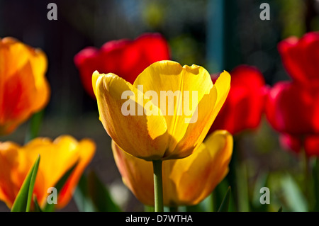 Il rosso e il giallo i tulipani in un raggi solari, primo piano. Foto Stock