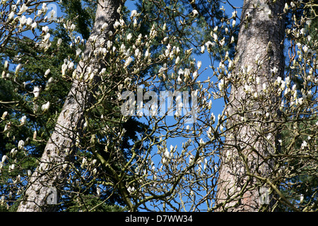 X Magnolia soulangeana proveniente in fiore contro due di pino silvestre (Pinus sylvestris) alberi, cielo blu, all'inizio della primavera. Foto Stock