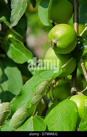 Grappolo di maturazione verde mele Foto Stock