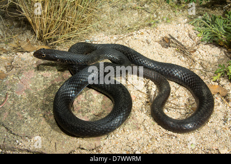 Coachwhip Masticophis flagello Tucson Pima County, Arizona, Stati Uniti 3 maggio adulto morph nero Colubridae Foto Stock