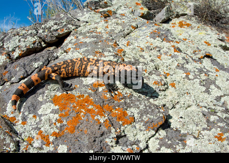 Gila Monster Heloderma suspectum suspectum Tucson, Arizona, Stati Uniti 11 Maggio Helodermatidae Immature Foto Stock