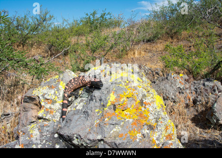 Gila Monster Heloderma suspectum suspectum Tucson, Arizona, Stati Uniti 19 Aprile Helodermatidae Immature Foto Stock