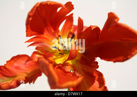 Tulipa 'Orange Favorite' / tulipano di pappagallo arancione, primo piano su sfondo bianco Foto Stock