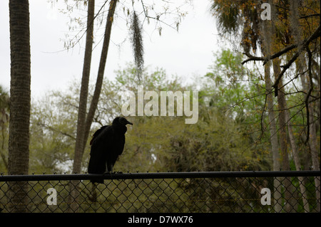 Avvoltoio nero seduto sulla recinzione, Homosassa Springs Wildlife Park, Florida, Stati Uniti d'America Foto Stock