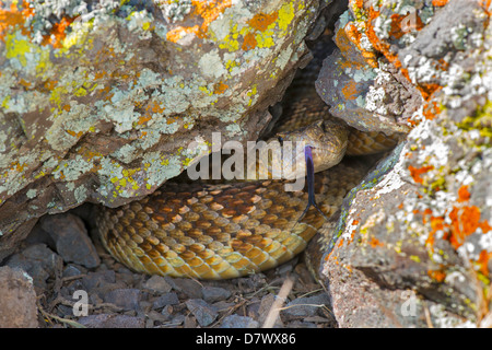 Western Rattlesnake Crotalus oreganus oreganus Lago Isabella, Kern County, California, Stati Uniti 19 aprile adulto dai Viperidi Foto Stock