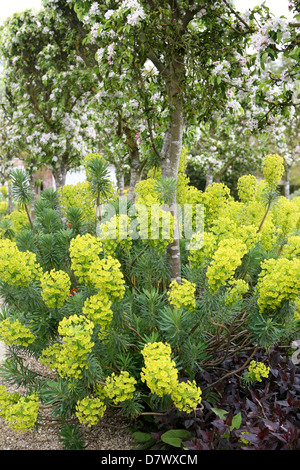 Euphorbia characias subsp. wulfenii sotto un crab apple in fiore. Foto Stock