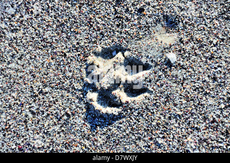 Tracciato da una zampa sulla sabbia Foto Stock
