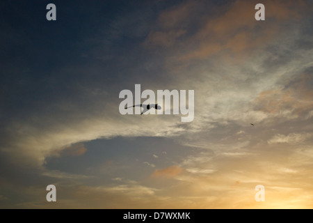 Una silhouette di un gabbiano in volo al tramonto Foto Stock