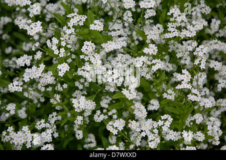 Bianco dimenticare-Me-Nots (Myosotis sillvatica) Foto Stock