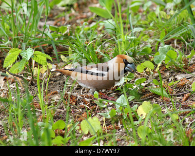 Hawfinch seduta sul terreno in erba Foto Stock