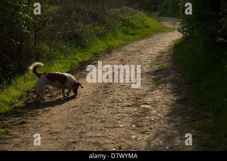 Jack russell Foto Stock