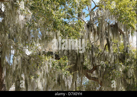 Alberi coperti di muschio Spagnolo (Tillandsia usneoides), Florida, Stati Uniti d'America Foto Stock