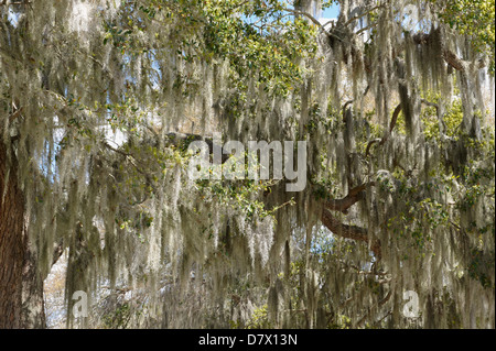 Alberi coperti di muschio Spagnolo (Tillandsia usneoides), Florida, Stati Uniti d'America Foto Stock