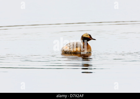 Cornuto svasso, Svasso della Slavonia, Podiceps azurites, su un lago tundra nella sezione occidentale del Parco Nazionale di Denali, Alaska, STATI UNITI D'AMERICA Foto Stock