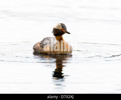 Cornuto svasso, Svasso della Slavonia, Podiceps azurites, su un lago tundra nella sezione occidentale del Parco Nazionale di Denali, Alaska, STATI UNITI D'AMERICA Foto Stock